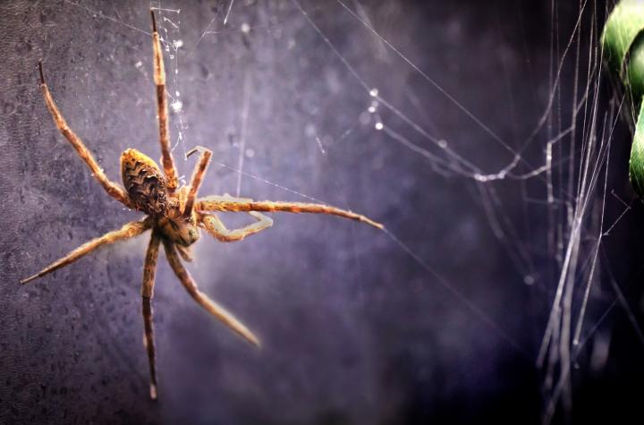 New study reveals a life aquatic for many spider species