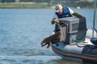 A Surrogate-Reared Otter Released into Elkhorn Slough