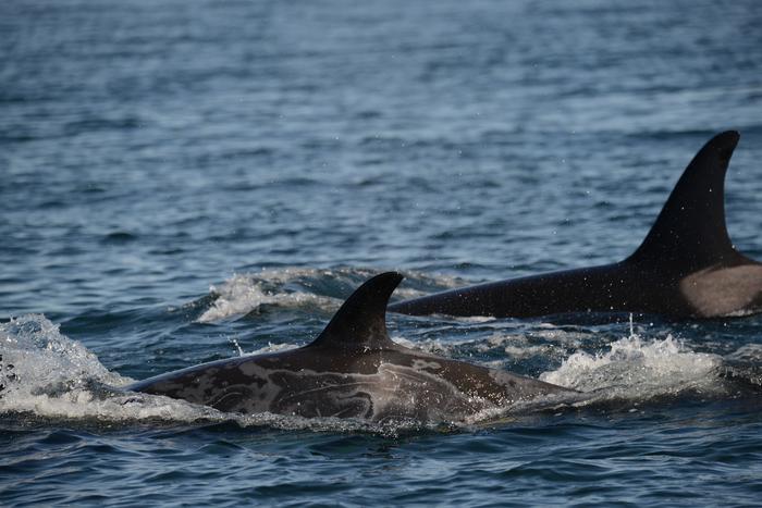 Killer whale gray patch skin disease