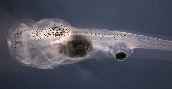 Blind Tadpoles Process Visual Information