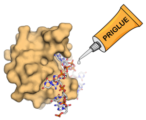 How the molecular glues PRIGLUEs work