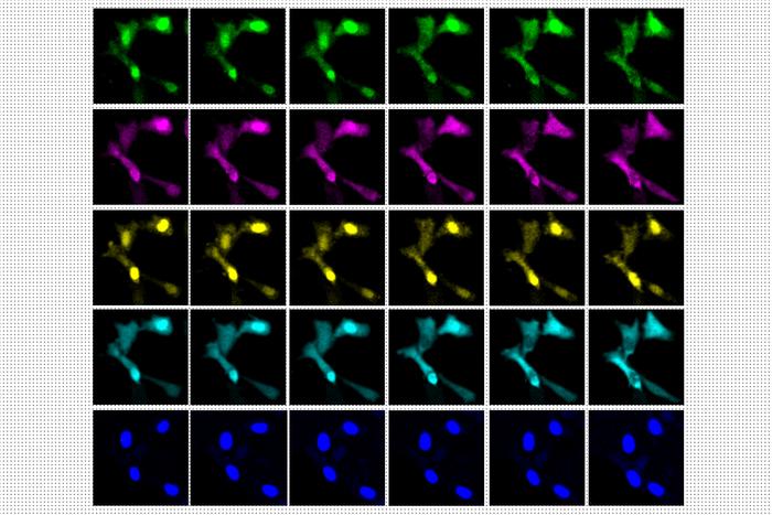 Imaging Cells