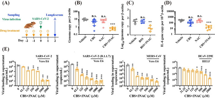Combinatorial CBS and NAC exhibit broad-spectrum anti-CoVs potency
