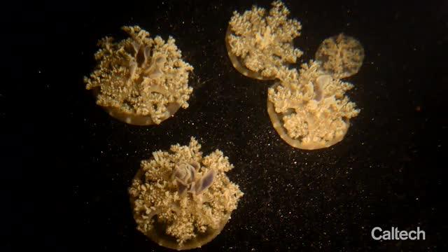 VIDEO: <i>Cassiopea</i> Jellyfish