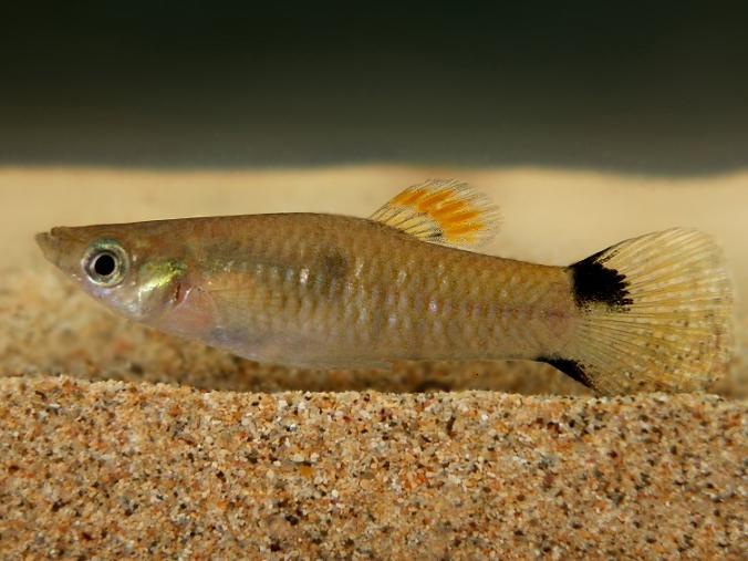 A Male <em>Poecilia vivipara</em> Guppy