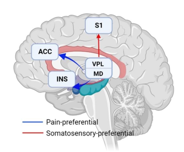 Pain-preferential and somatosensory-preferential (pain and touch) thalamocortical pathways.