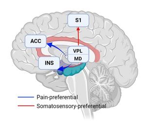 Pain-preferential and somatosensory-preferential (pain and touch) thalamocortical pathways.