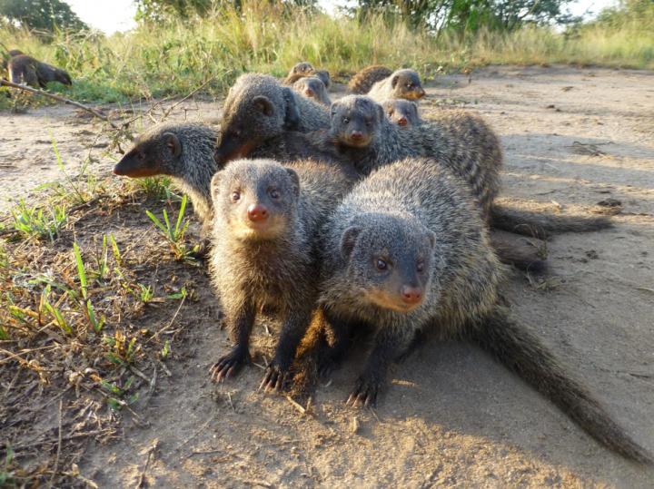 Wild Banded Mongooses