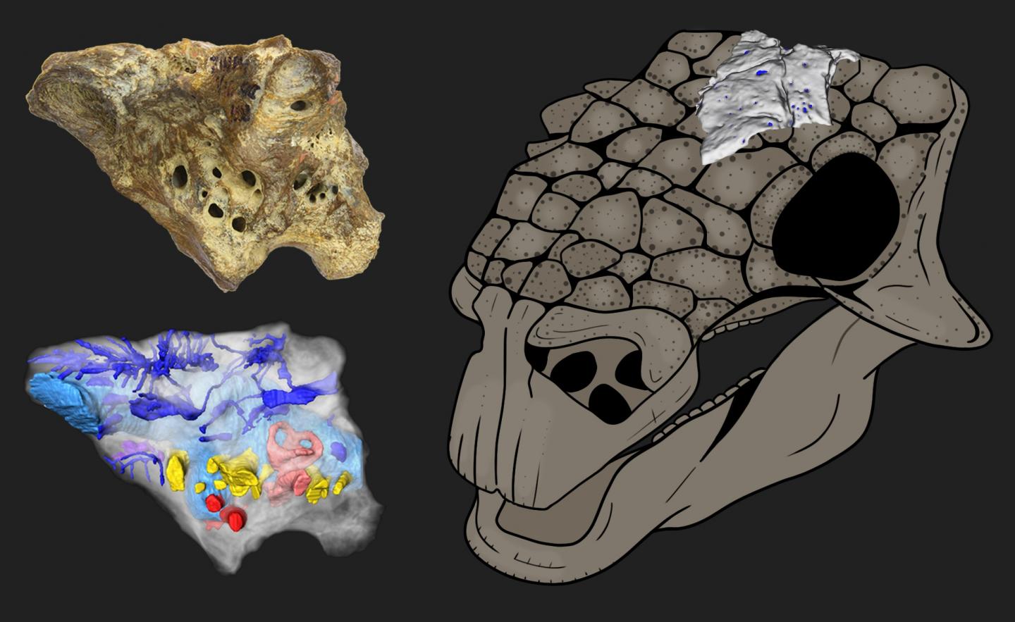 Skull Reconstruction of the Ankylosaur Bissektipelta Archibaldi