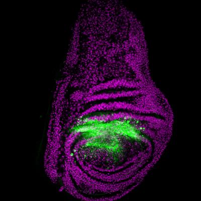 Coordinating Fruit-Fly Metamorphosis and Growth (4 of 5)