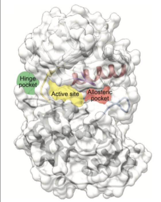 The three binding pockets of NC-p38i identified in the crystals are represented on the p38α surface.