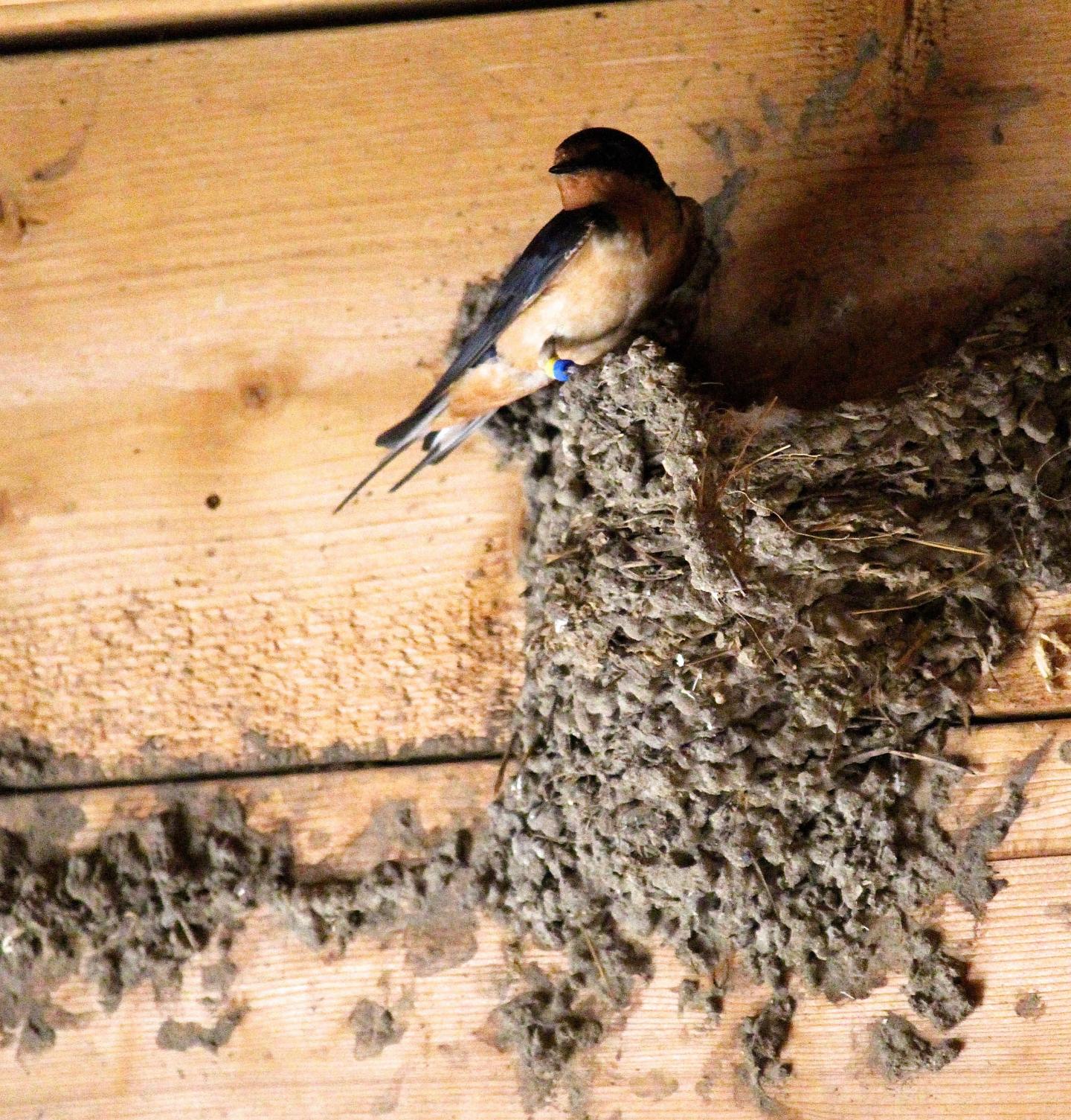 Barn swallow nest
