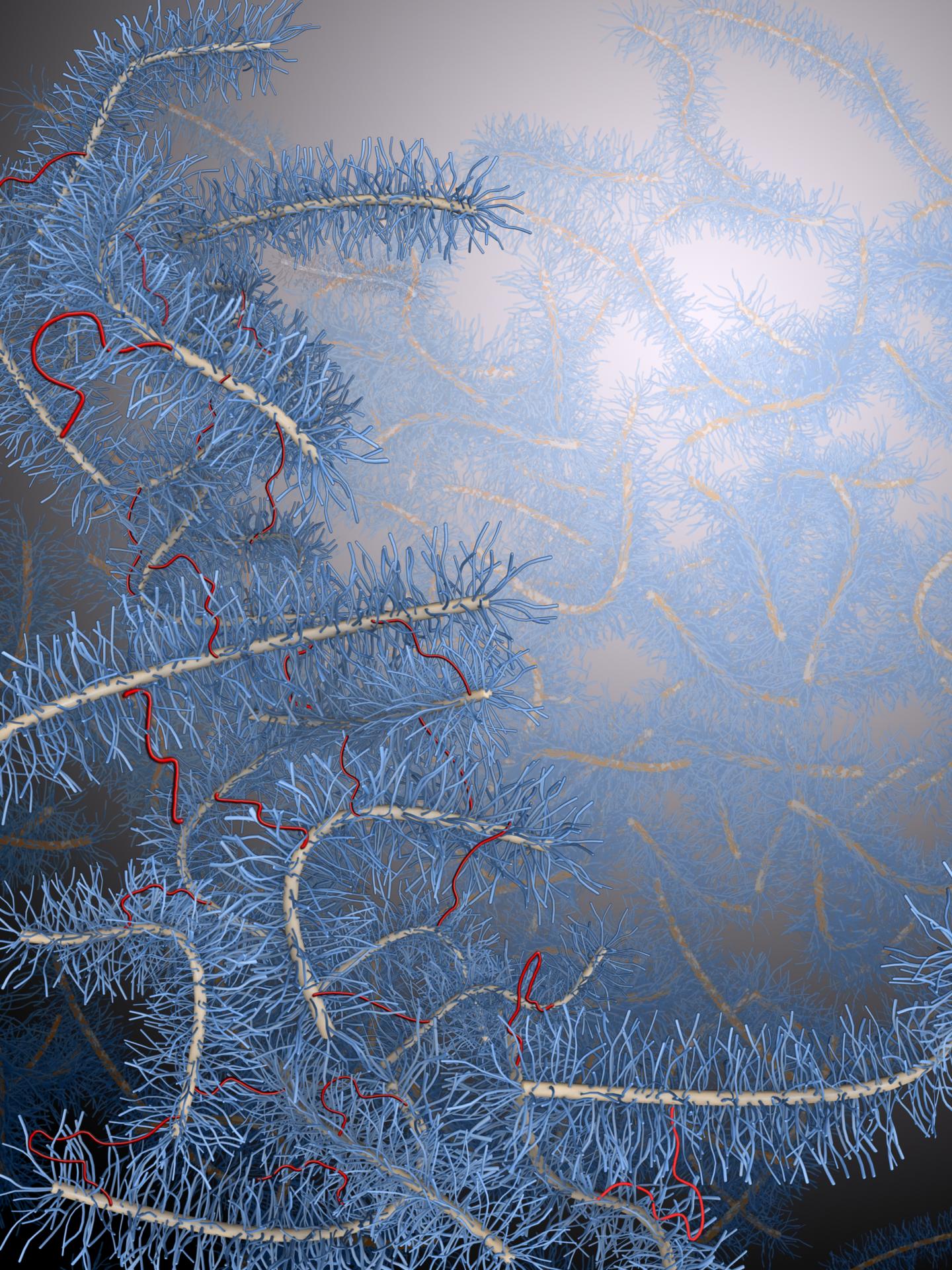 Bottlebrush Polymers [IMAGE] | EurekAlert! Science News Releases