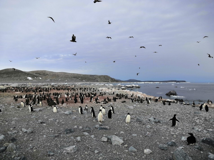 6,000-Year Reconstruction of Modified Circumpolar Deep Water Intrusion and Its Effects on Sea Ice and Penguin in the Ross Sea