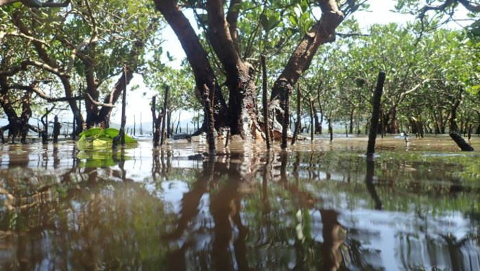 mangrove forest