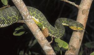 A specimen of Trimeresurus ayeyarwadyensis