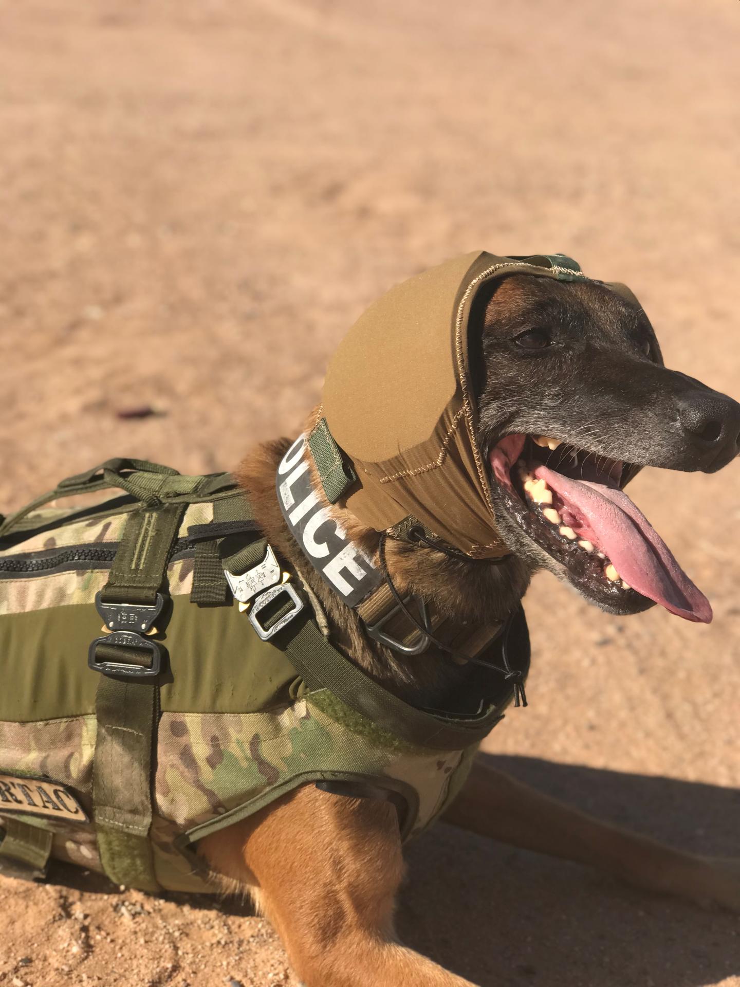 Canine with Hearing Protection