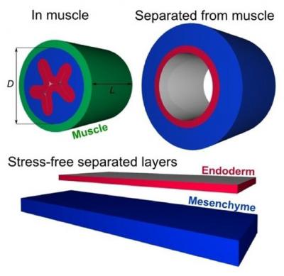 Growth in Muscle Layers Causes Wrinkling