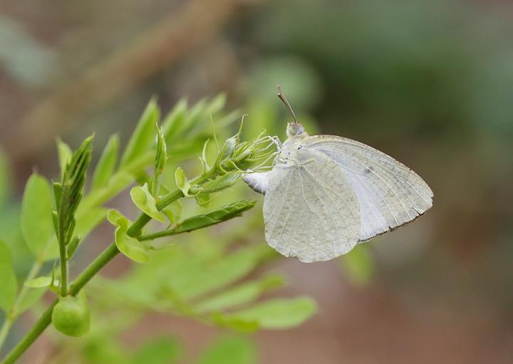 Female Mottled Emigrant