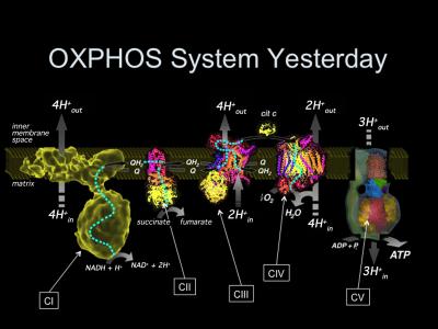 The OXPHOS System Yesterday