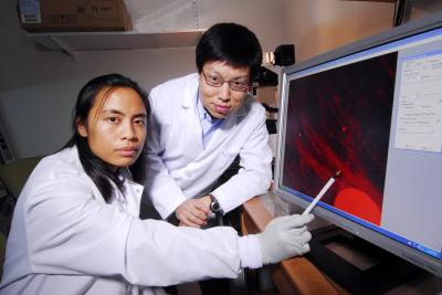 Gumera and Wang Nerve Regeneration