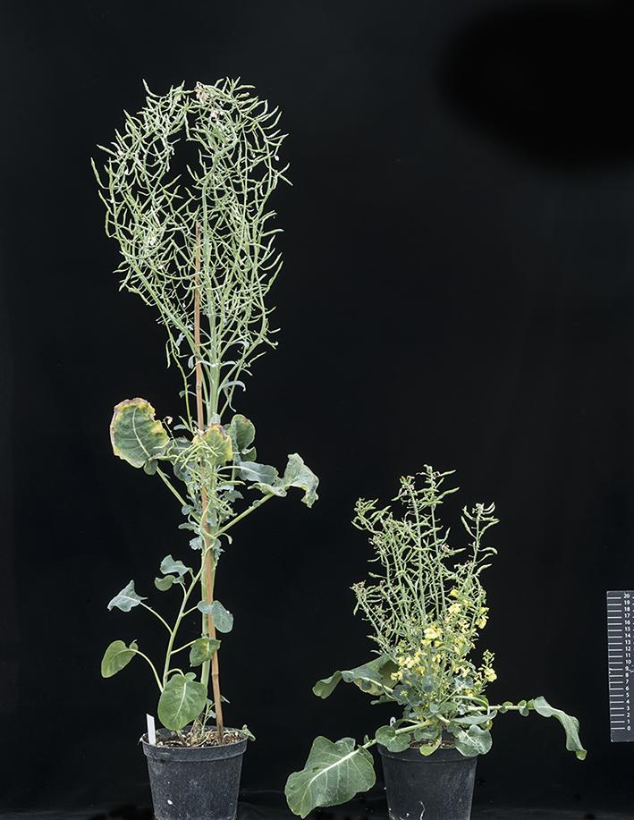 Gene Edited and Wild-Type Brassica Plant