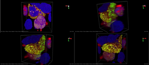 cultured mammalian cells - 3D rotation