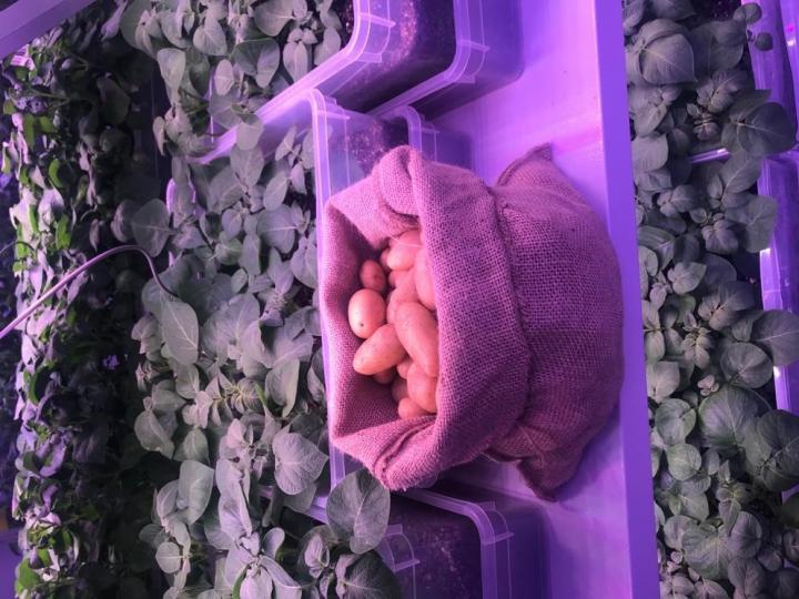 Plants and the final products - seed potato