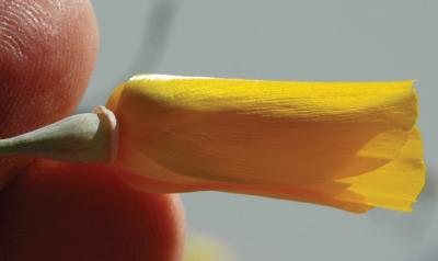 <i>Eschscholzia papastillii</i>