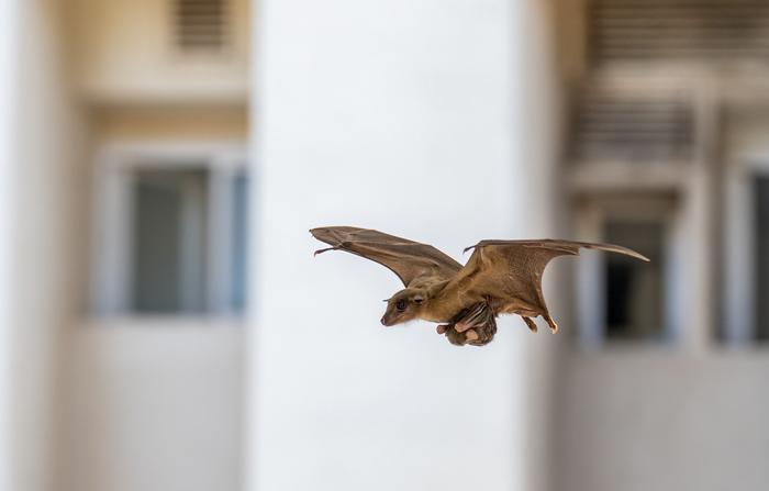 A mother bat in flight, carrying her pup beneath her in the city