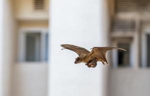 A mother bat in flight, carrying her pup beneath her in the city