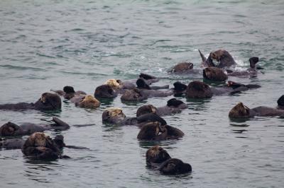 Rafting Sea Otters