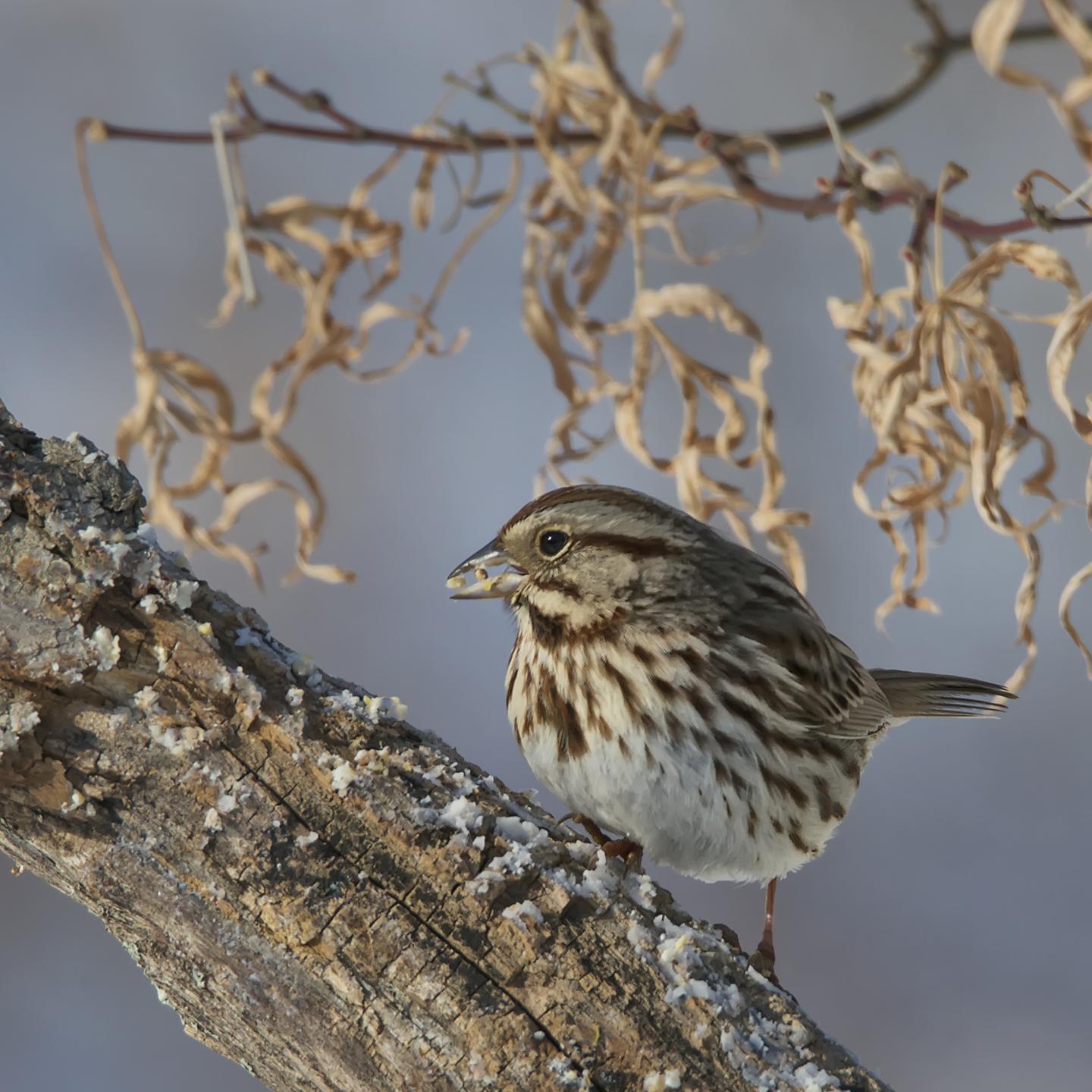 Song Sparrow