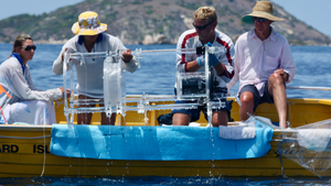 Fish Larvae Find Their Way Using External Cues, New Study Finds