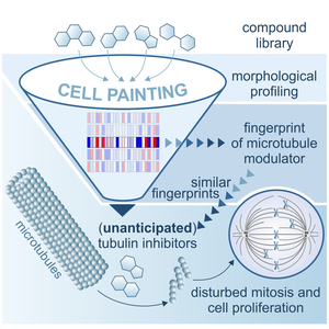 Process of Morphological Profiling