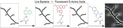 Spatio-Temporal Labeling of Bacterial Growth
