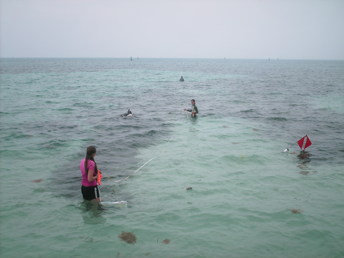 UNF researchers conducting seagrass studies