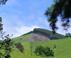 Forests fall to cropland