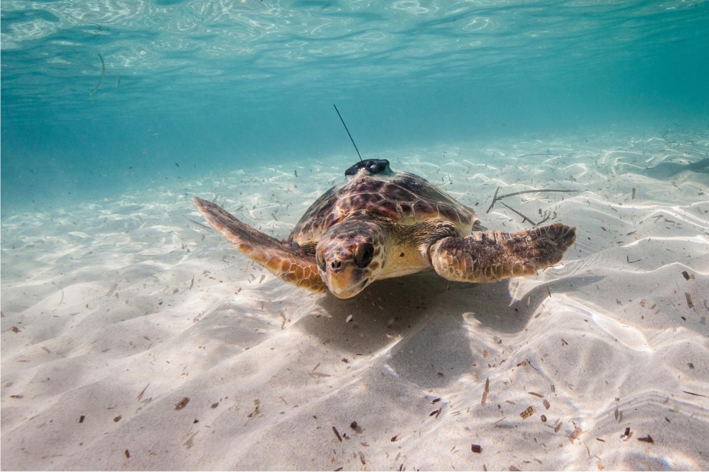 Sea turtle equipped with an animal-borne sensor