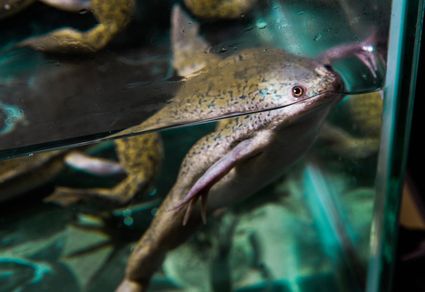 African Clawed Frogs