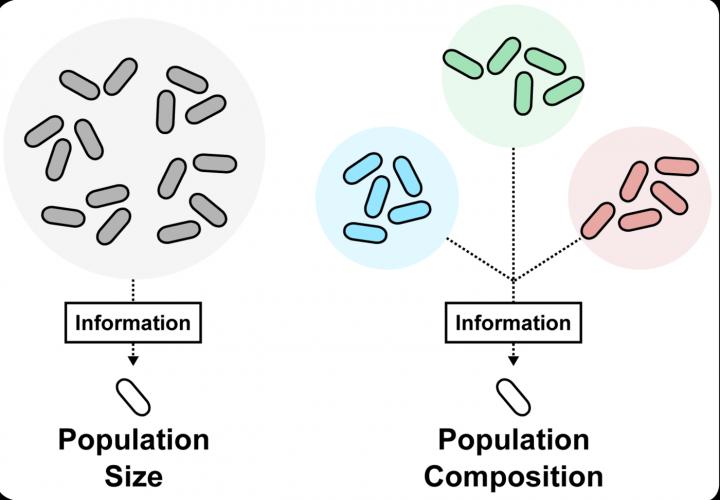 Microcensus in Bacteria