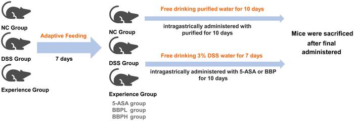 Experimental design and general conditions of the animals