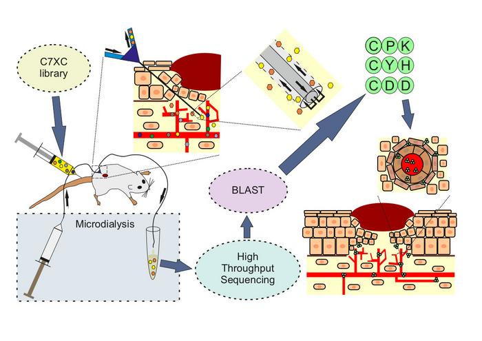 Microdialysis_graphic abstract