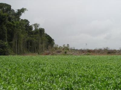 Shrinking Forests