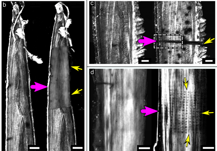 xray on pike bones