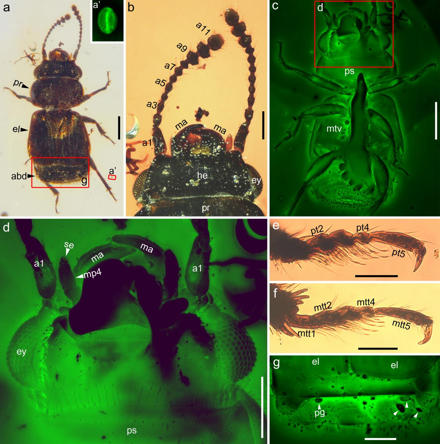 Photomicrographs of <i>Pelretes vivificus</i> from mid-Cretaceous Burmese amber