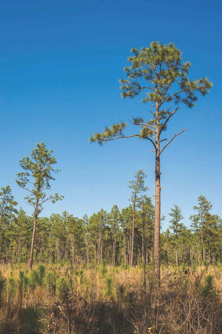 A longleaf pine savanna