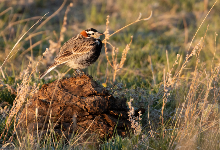 Chestnut-collared longspur