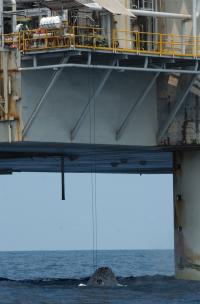 Humpback Whale under Oil Platform