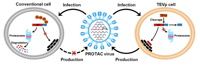 Schematic illustration of the generation of PROTAC viruses